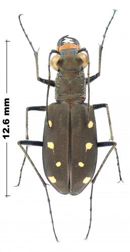 Réf. 244 721 : Cicindelidia ocellata rectilatera